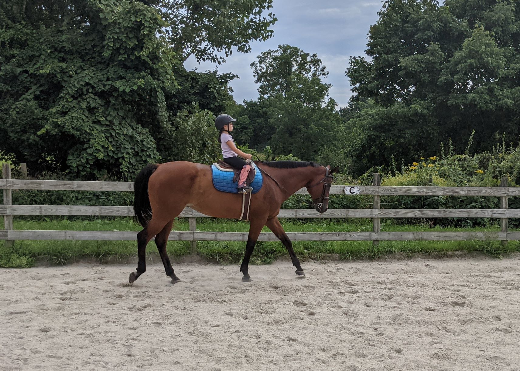 How To Pick Up The Correct Diagonal At The Trot The Flaxen Filly