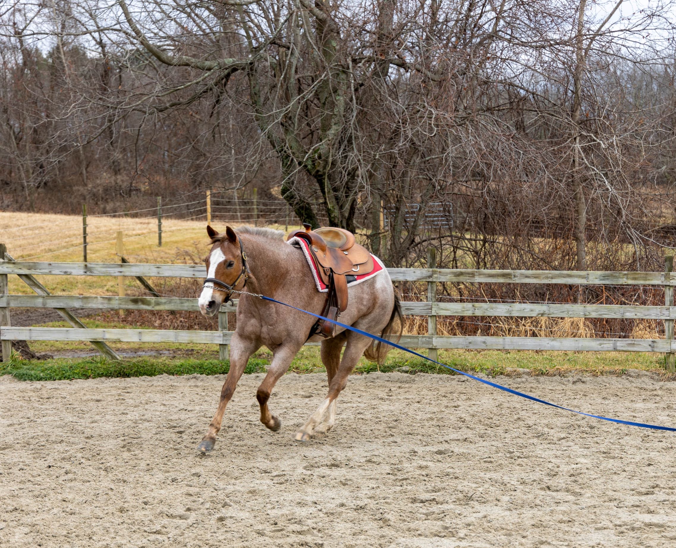 Should You Lunge Your Horse Before You Ride? How To Tell The Flaxen Filly