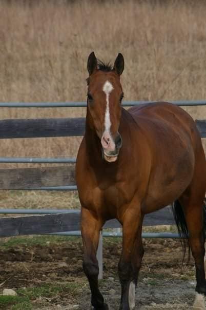 quarter horse, quarter horse gelding, AQHA, gelding, hunter under saddle, first horse, my first horse, meet my horses