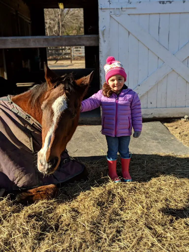 quarter horse, quarter horse gelding, AQHA, gelding, hunter under saddle, first horse, my first horse, meet my horses