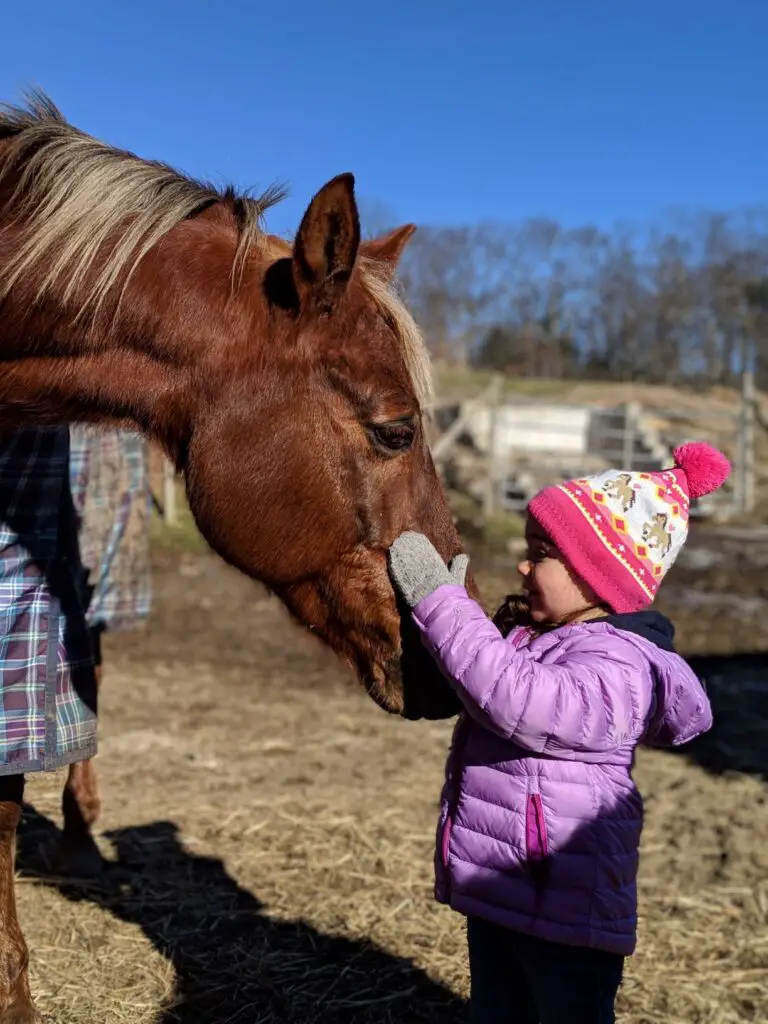 The Flaxen Filly, chestnut mare, morgan horse, morgan mare, chestnut mare with flaxen mane, UC Fascinatin' Rythum, University of Connecticut Morgan