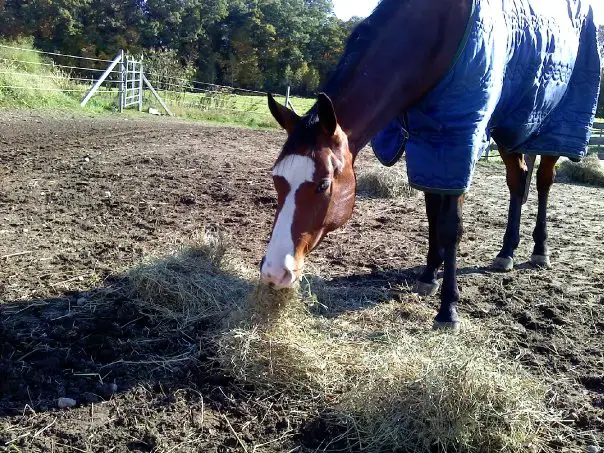 feed and supply, horse career, equine career,  horse business, equine industry, horse industry jobs, horse jobs, equine jobs