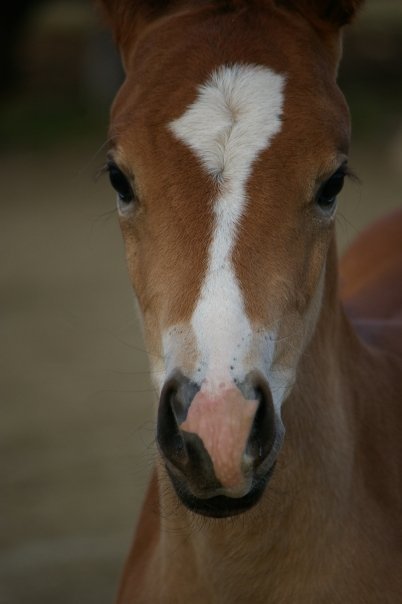 horse career, equine career, horse industry, horse business, equestrian career, horse jobs, equine business, horse business, equestrian professional, equine professional