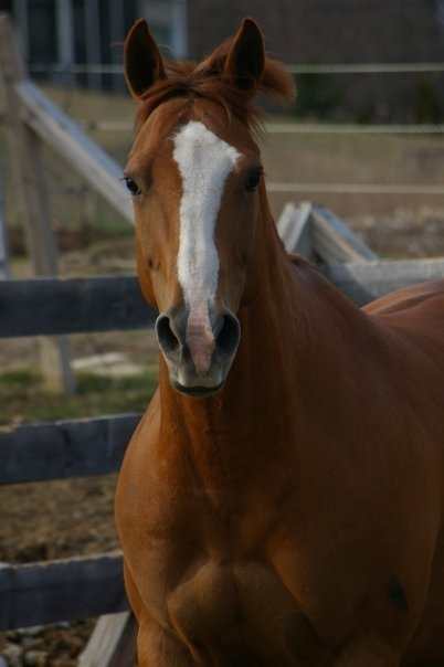 Clu Tardy Too, Pinto World Champion, Breedingstock Paint, APHA, Pinto, All Around Horse, Horseback Riding, Horse Showing