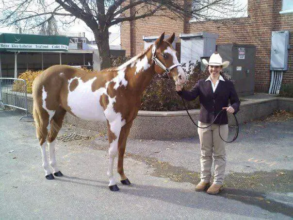 equine affaire, horses, breed demo, paint horse, pinto horse