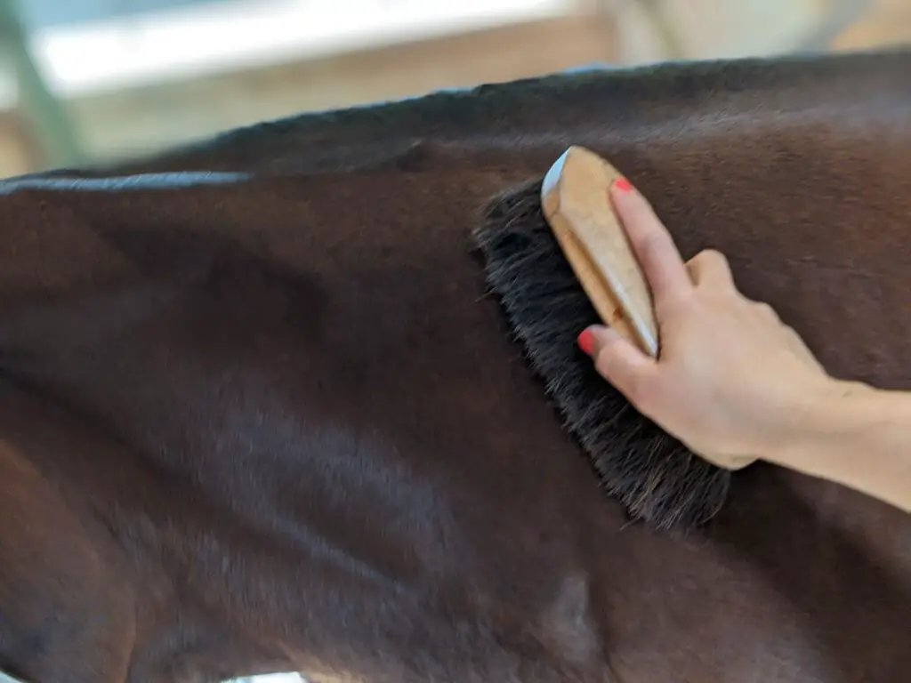 Daily grooming routine, horse grooming, how to groom a horse, grooming tools, brushes, horse brushes, curry comb, hard brush, soft brush, hoof pick, sponge
