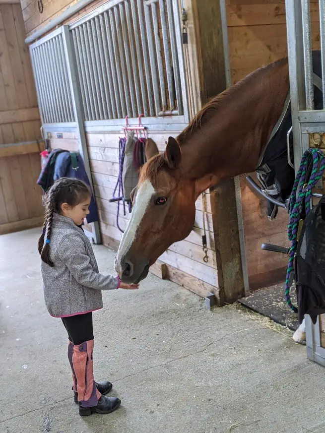 horses, horseback riding lessons, riding lessons, horse riding lessons, horseback riding instructor, learning to ride