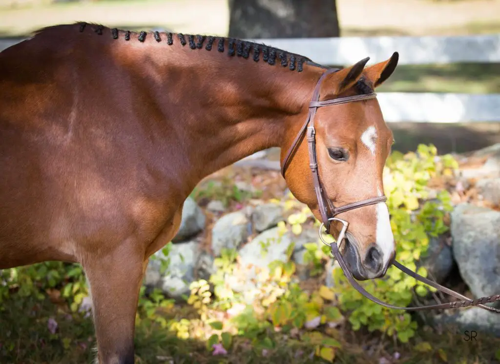 pony, lesson pony, riding lessons, horse careers, horse industry, equine careers, riding instructor, groom, professional groom, horseshow groom, braiding
