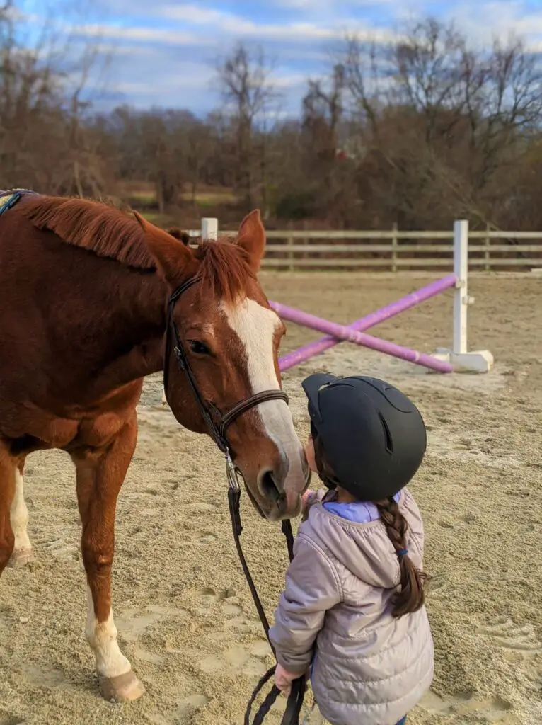 horses, horseback riding lessons, riding lessons, horse riding lessons, horseback riding instructor, learning to ride