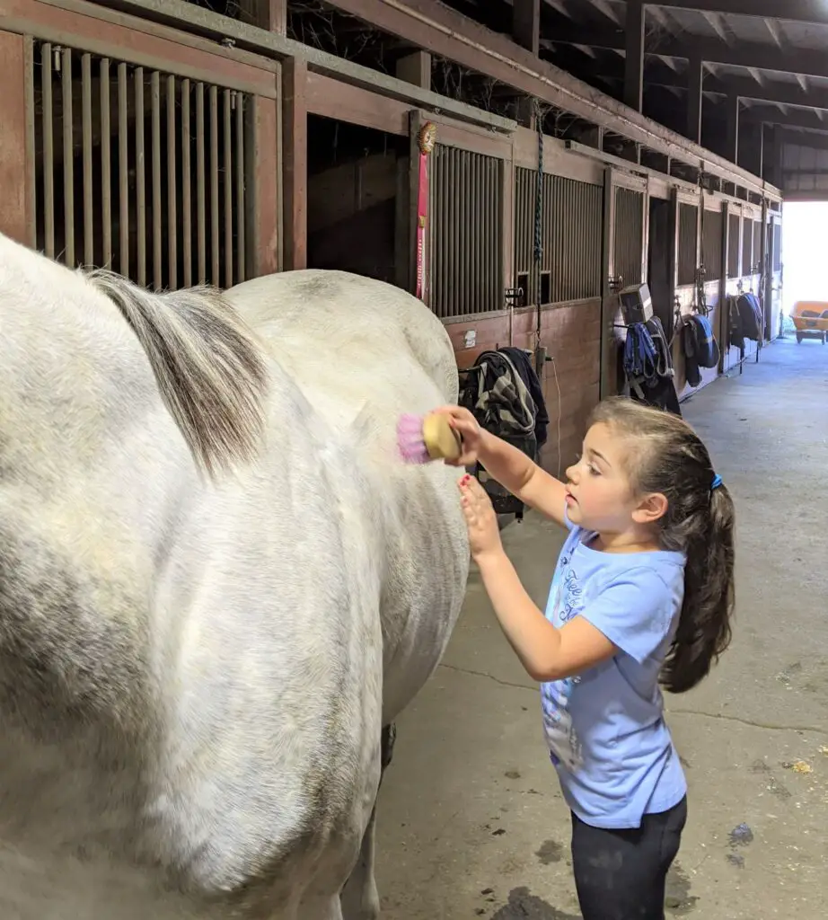 horses, horseback riding lessons, riding lessons, horse riding lessons, horseback riding instructor, learning to ride