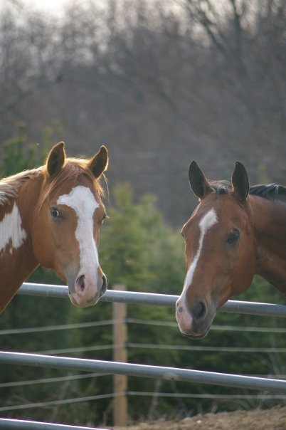 semi-rough board, rough board, horse care