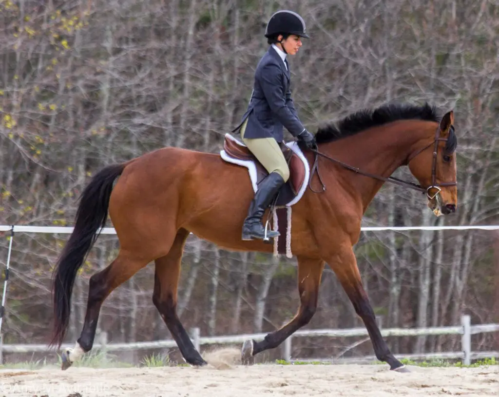 types of horse board, where to board my horse, training board, full board