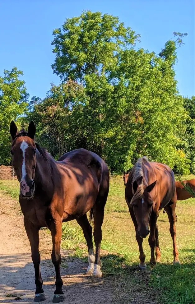 horse boarding, choosing a boarding barn for your horse, where to board your horse, finding a stable for your horse