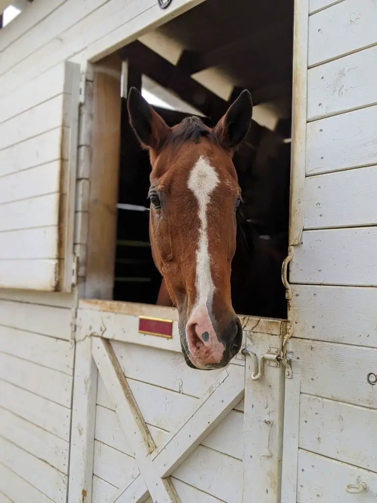 horse boarding, choosing a boarding barn for your horse, where to board your horse, finding a stable for your horse