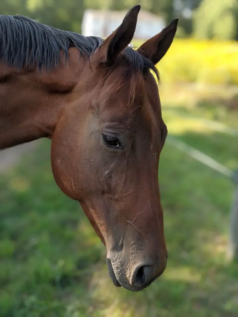 horse boarding, choosing a boarding barn for your horse, where to board your horse, finding a stable for your horse