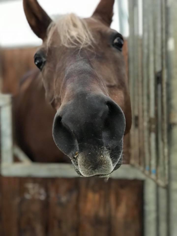 where to board my horse, horse board facility, types of horse board