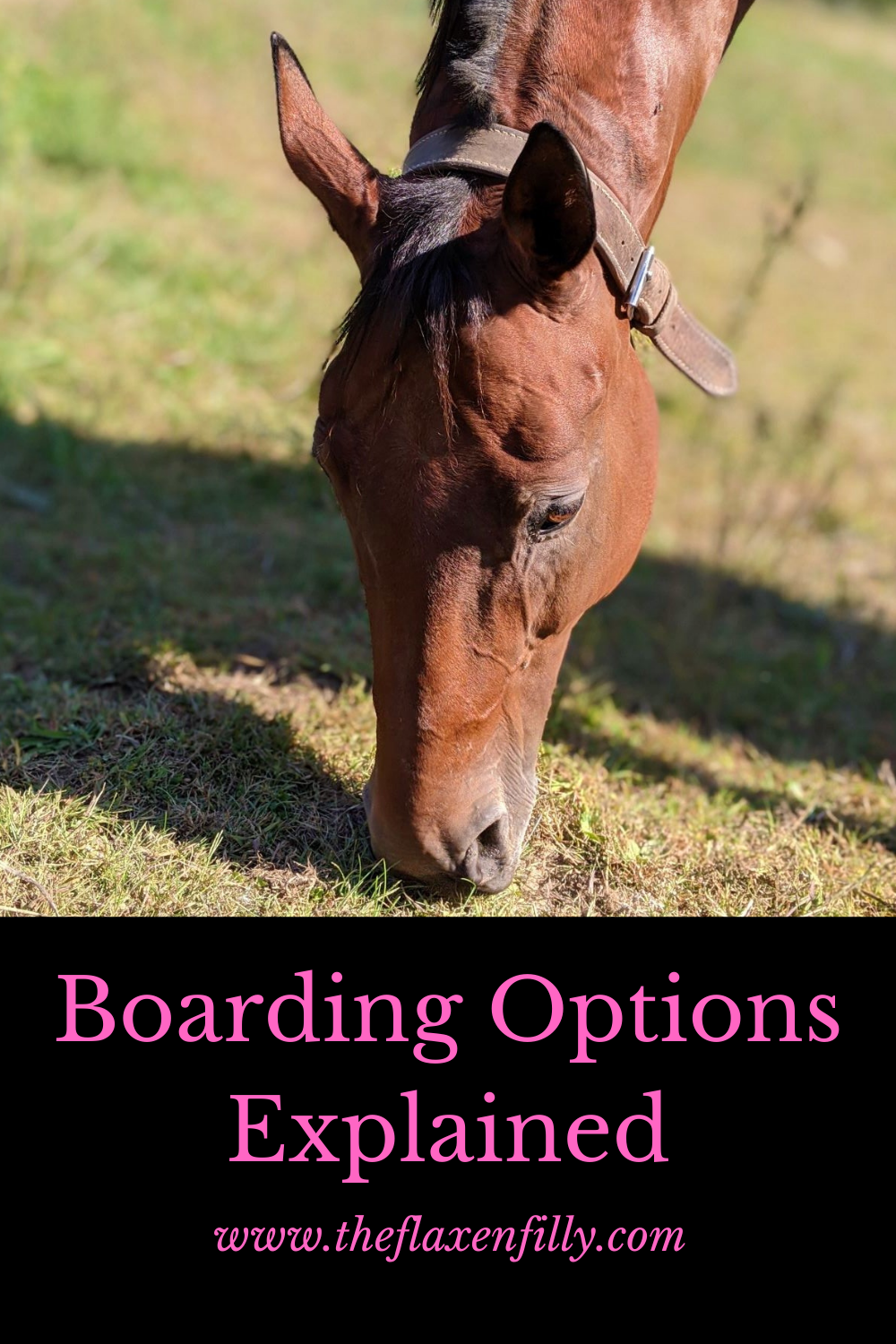 The Complete Guide To Horse Boarding Options - The Flaxen Filly