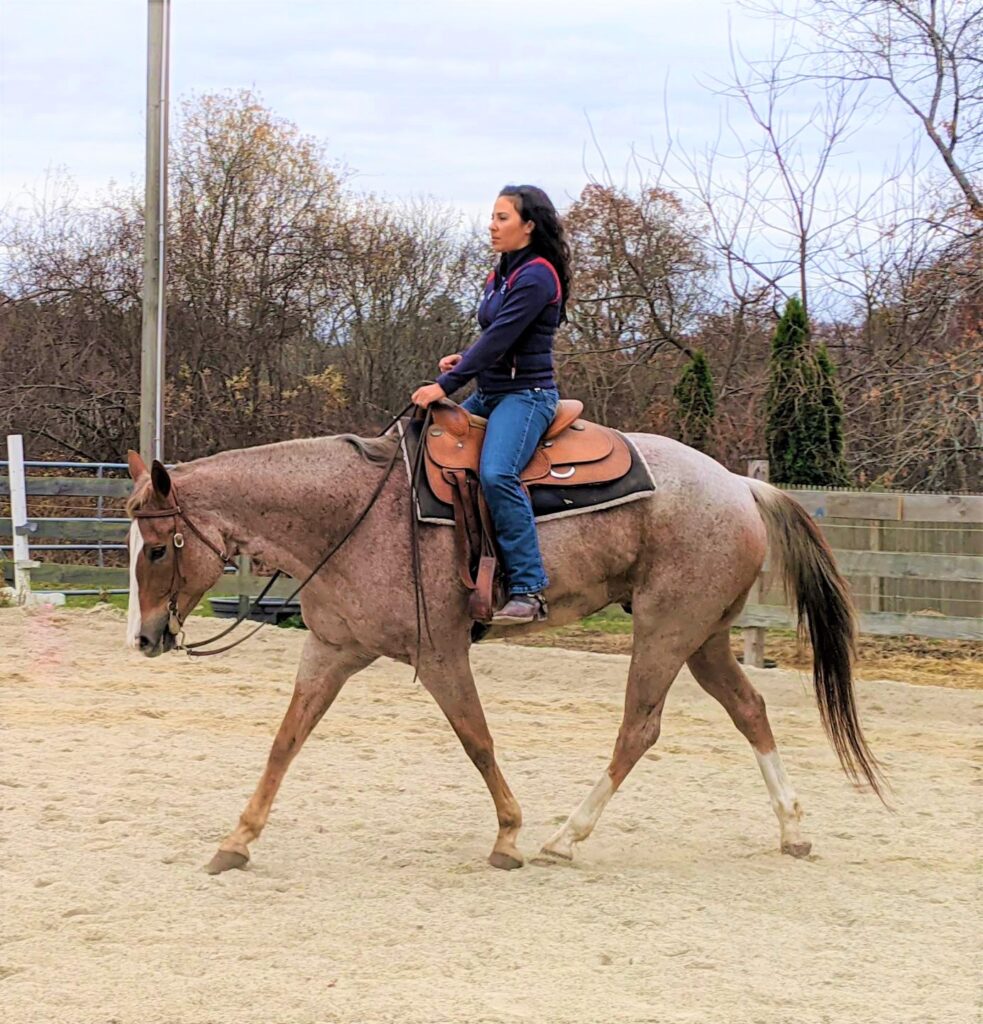 no stirrup november, riding without stirrups, how to ride without stirrups, how to balance with no stirrups, how to improve your riding, horseback riding, western riding