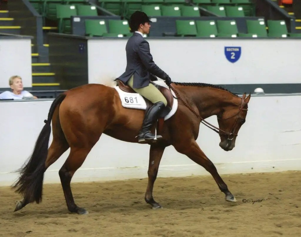 horseshow, hunter under saddle, riding goals, equestrian goal setting