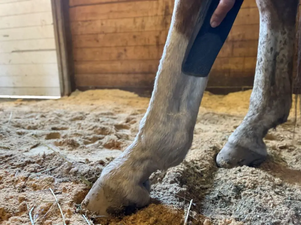 shedding horse, horse care, how to brush a horse, shedding season