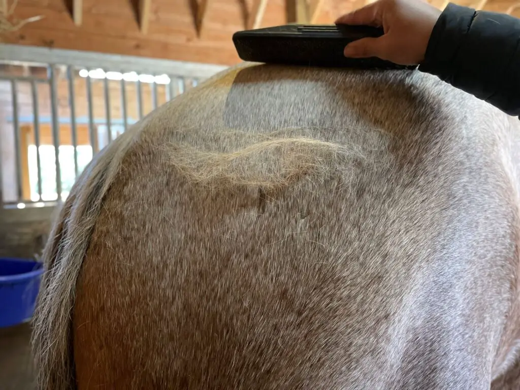 shedding horse, horse care, how to brush a horse, shedding season