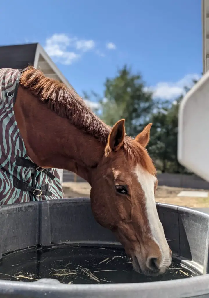 horse camp activities, barn chores, horsemanship, horse care, learning horse care