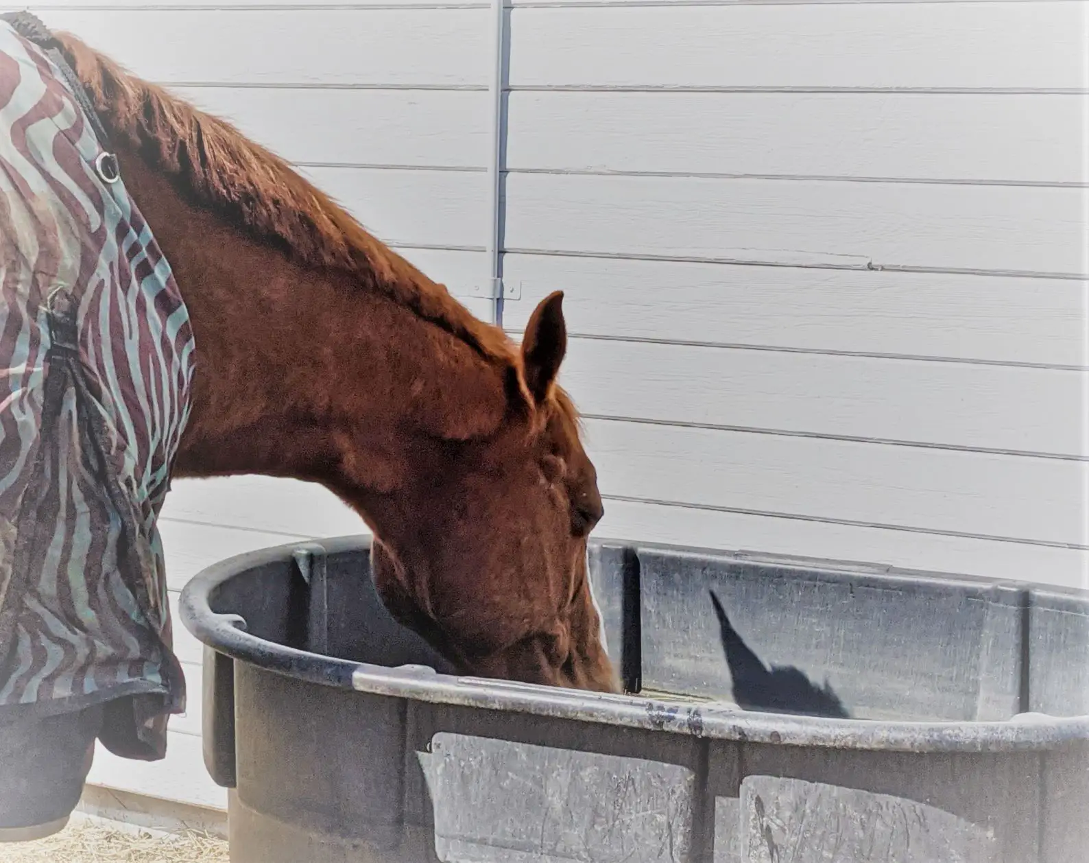 horse drinking water, clean water bucket, horse water bucket