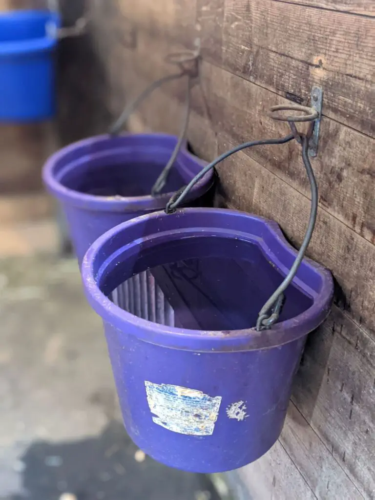 clean water, horse drinking, horse water bucket