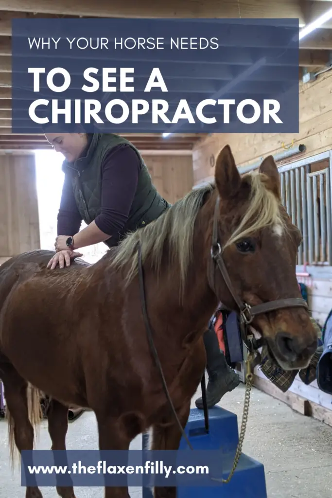 equine chiropractic, chiropractor, equestrian, horse care, horse health, horse wellness, horse chiropractor