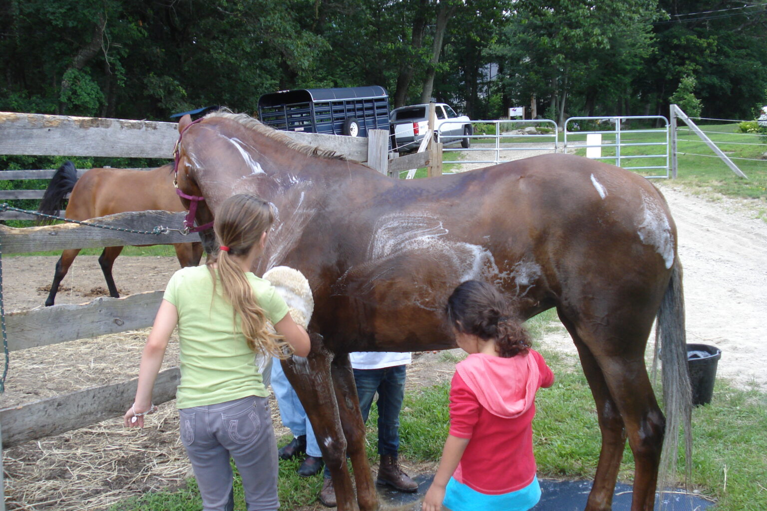 How To Bathe Your Horse For Beginners The Flaxen Filly