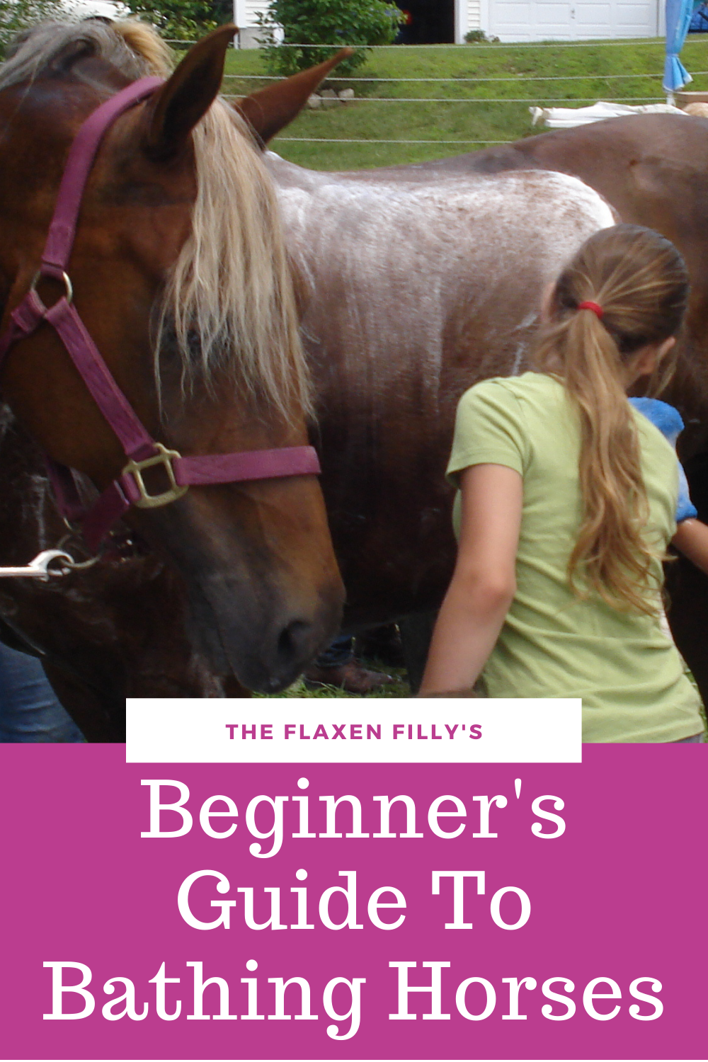 How To Bathe Your Horse For Beginners The Flaxen Filly