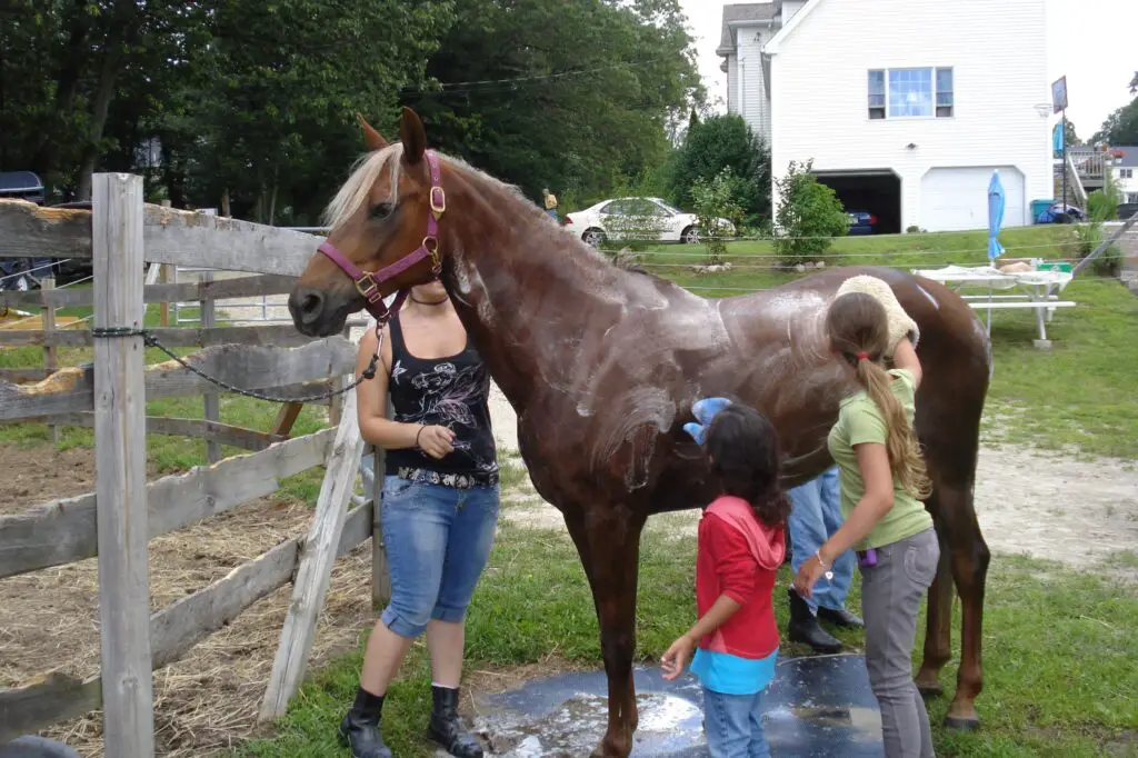 horse bath, bathing a horse, horse grooming, horse shampoo