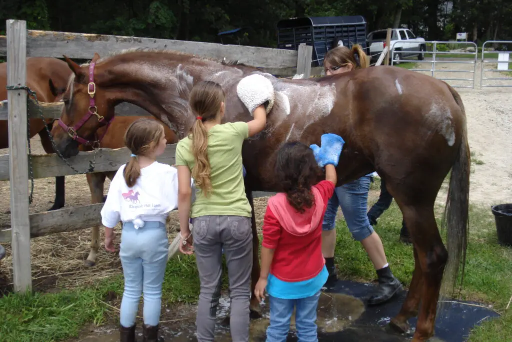 horse camp activities, horse bath, horse care, horse camp