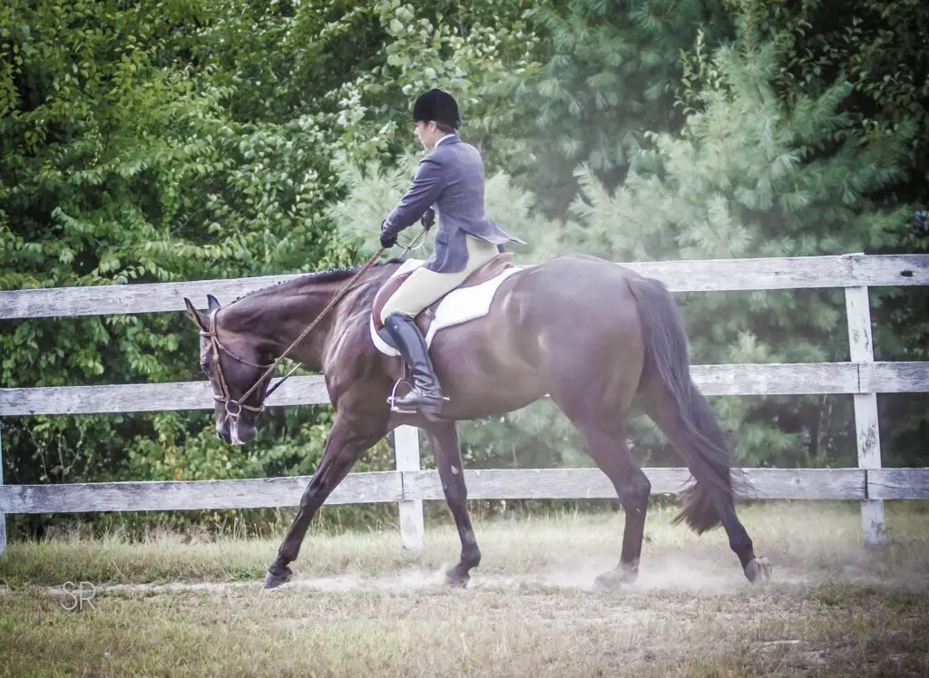 hunter under saddle, quarter horse, aqha, prepping for horse shows