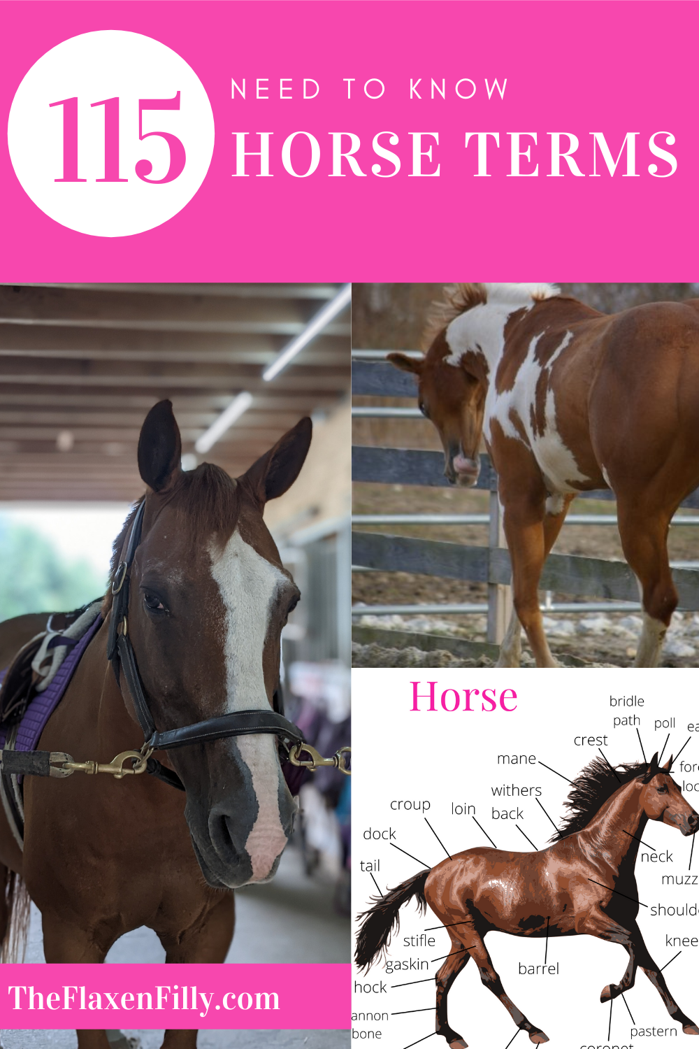 115 Need To Know Horse Terms For Beginner Equestrians! - The Flaxen Filly