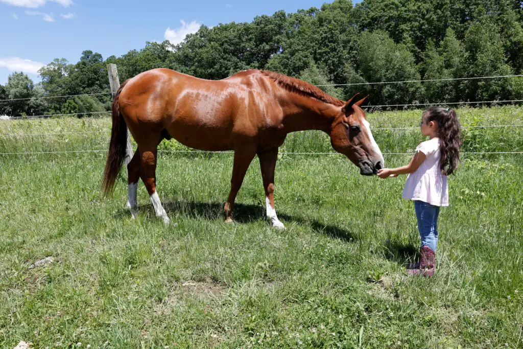 connecting with horses, horses are good for the soul, learning about horses, horseback riding lessons