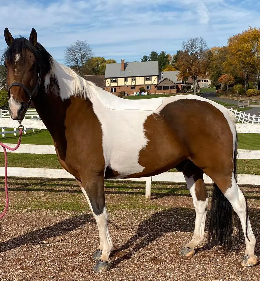 horse clipping, horse grooming, professional groom