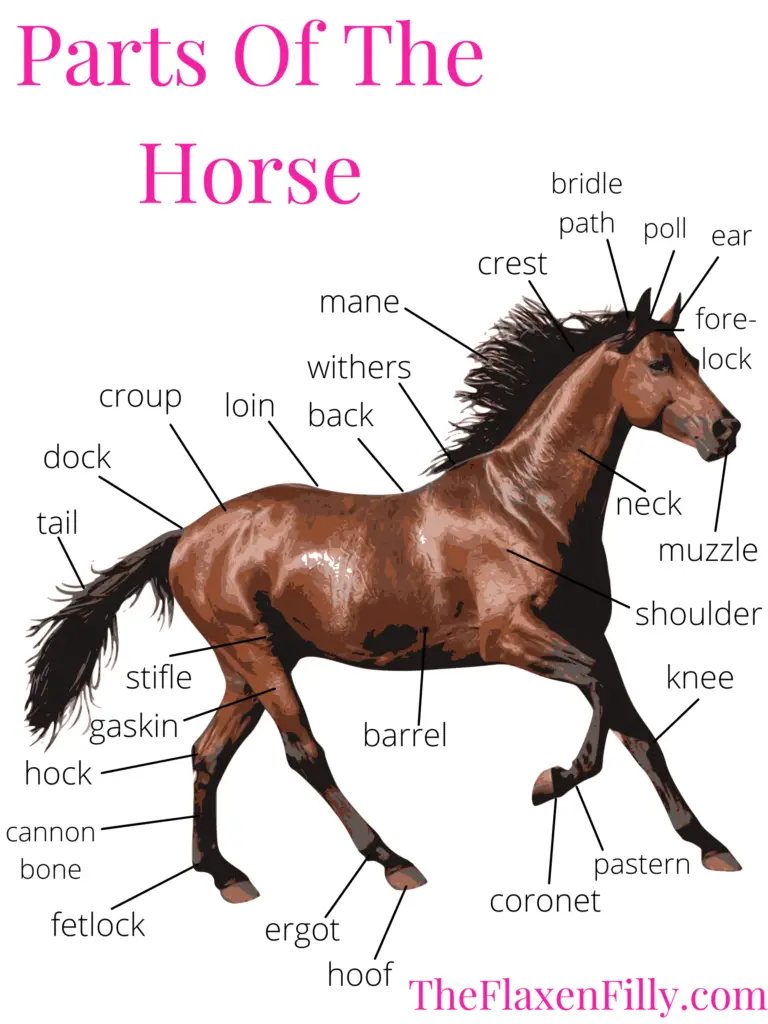 parts of the horse, learning about horses, horse anatomy