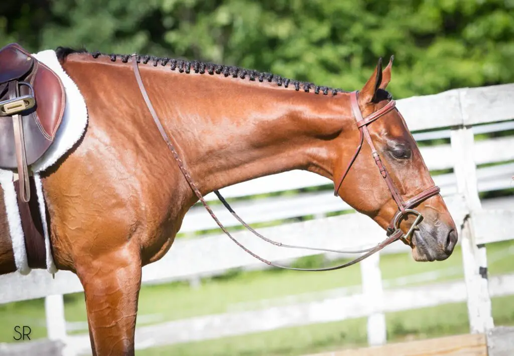 horse show grooming, horse show preparation, how to get ready for a horse show, first horse show