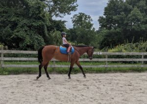 How To Pick Up The Correct Diagonal At The Trot - The Flaxen Filly