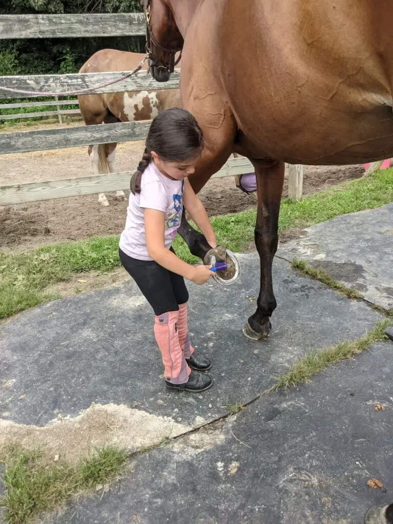 how to pick your horse's hooves, learning to clean out horse feet, picking up a horse hoof