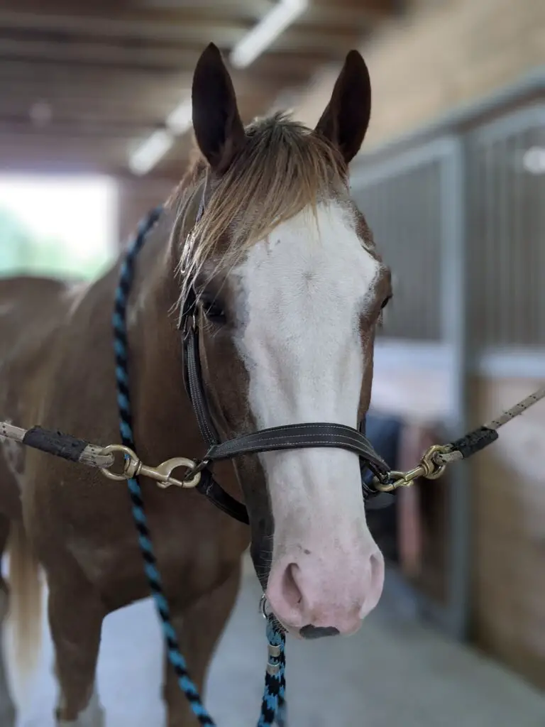 horse on crossties, horse grooming, how to pick out your horse's hooves