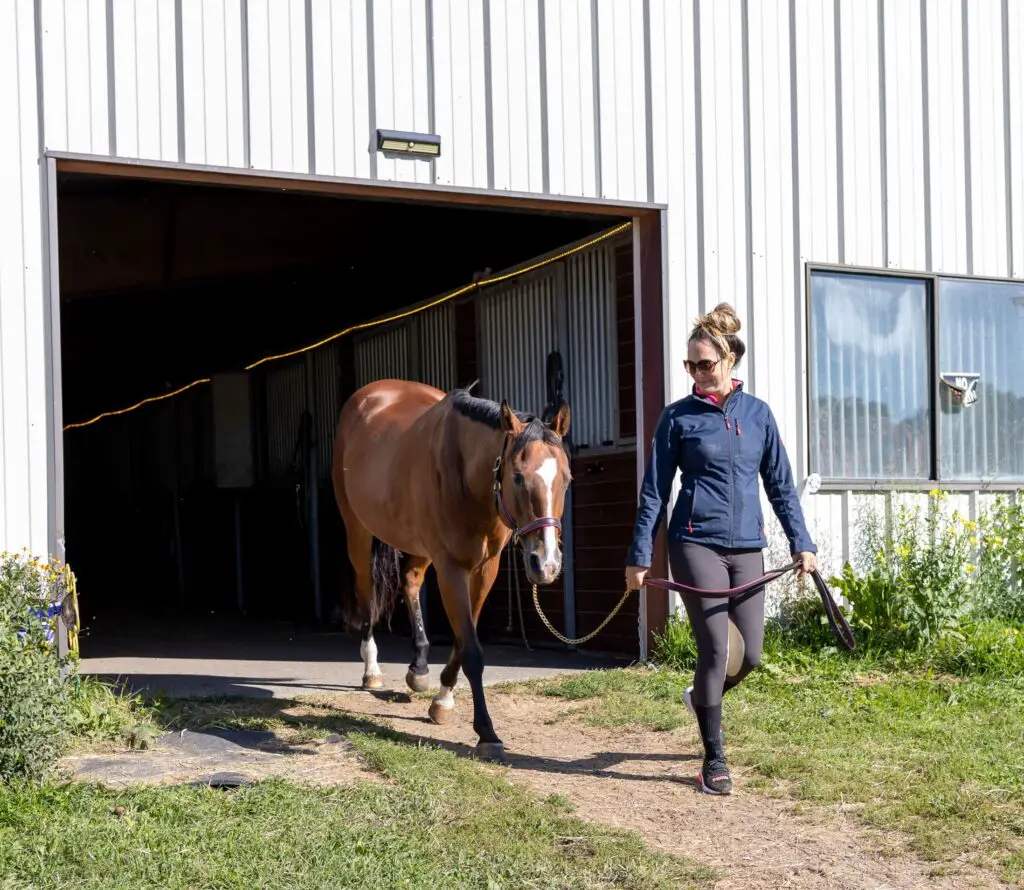 barn manager, farm chores, how to manage a horse training facility
