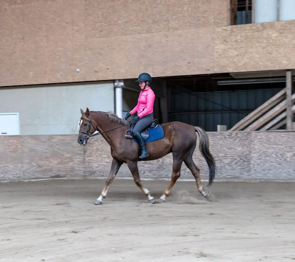 participate in no stirrup november, riding without stirrups, equestrian, no stirrup november