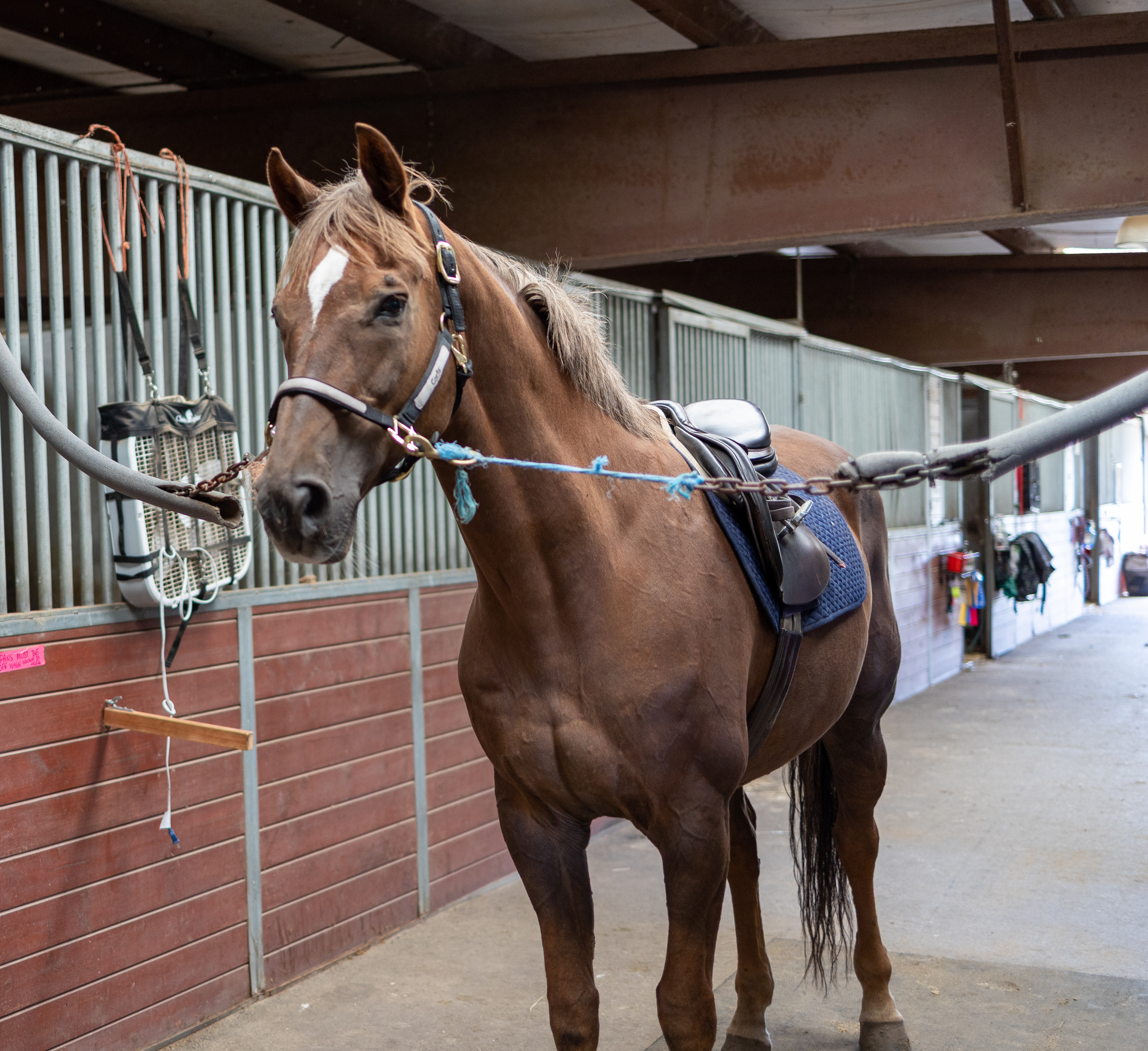 cost of boarding a horse, horse care cost, horse ownership, ready to buy a horse