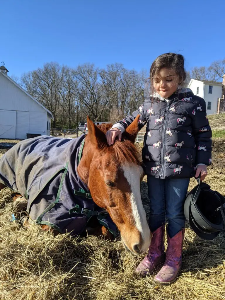 Winter horse care tips for beginner horse owners.