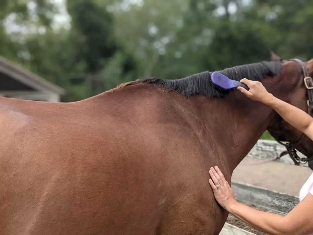 how to care for your horse on a daily basis including grooming, feeding and exercise