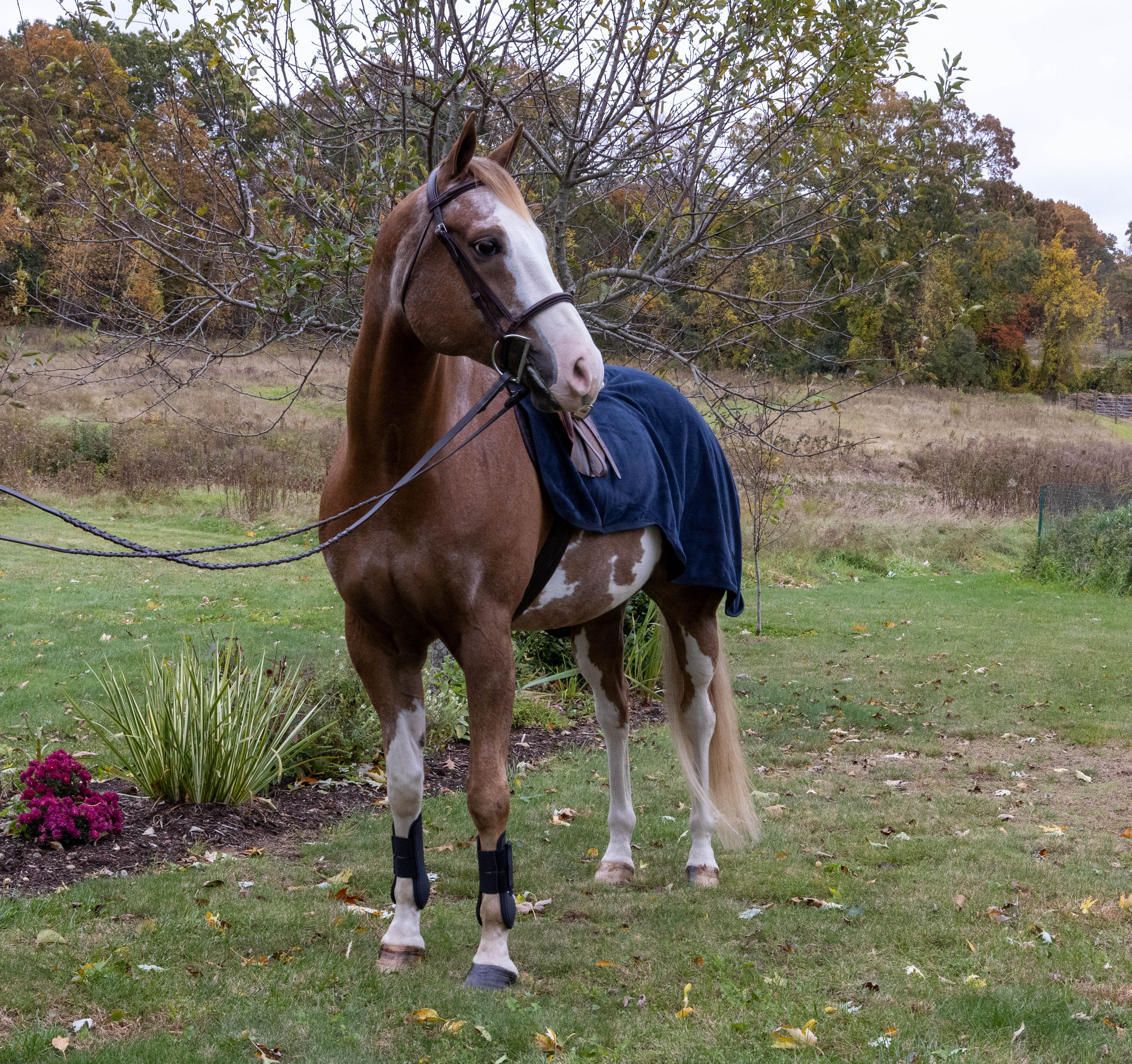 fall horseback riding gear, equinavia