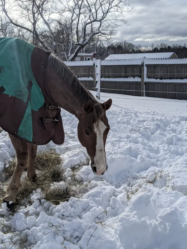How to take care of your horse in the winter.