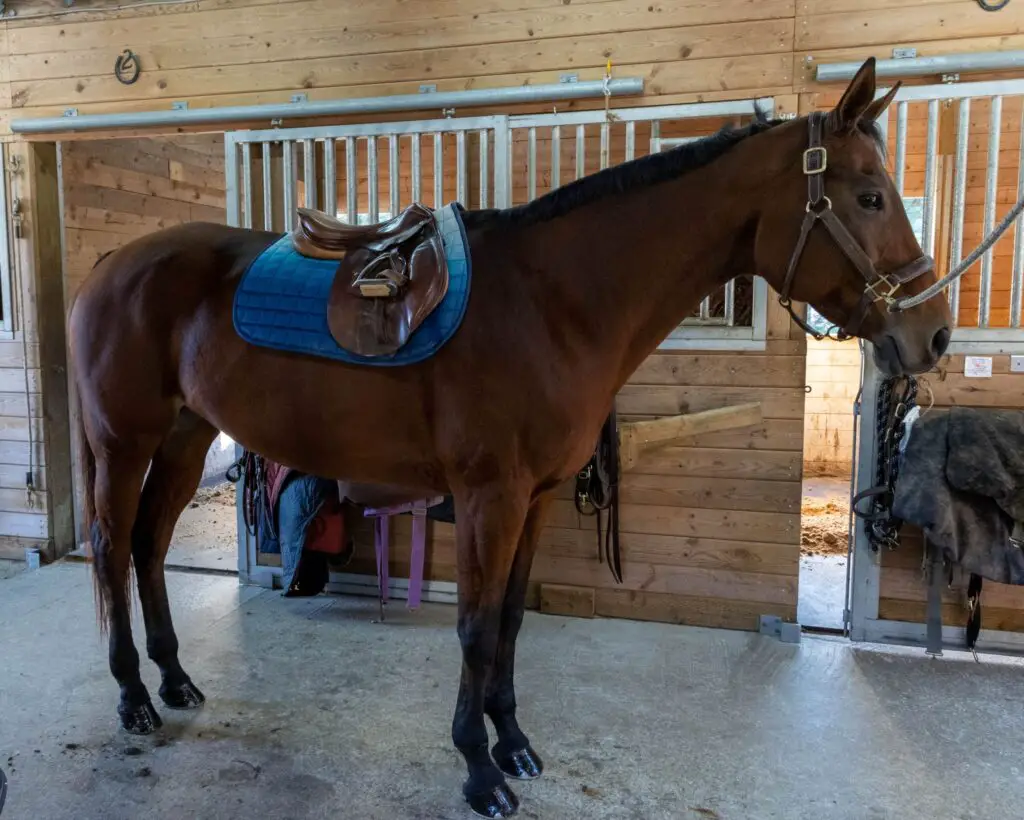 How to Tack Up Your Horse (A Guide for English Riders) – Farm House Tack